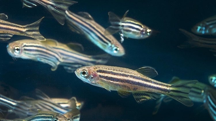Image of a school of zebrafish